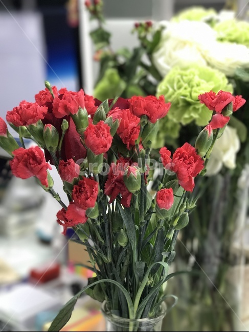꽃다발,카네이션,사무실,선물,꽃꽂이,빨간색,모던함,실내,장식,인테리어