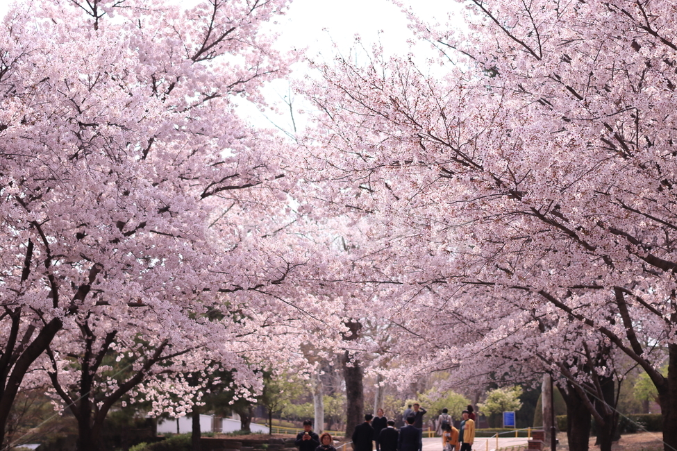 대구,계명대학교,벚꽃,벚꽃나무,나무,풍경,봄,계절,spring,season,자연,풍경,nature,landscape,plant,식물,blossom,꽃,flower