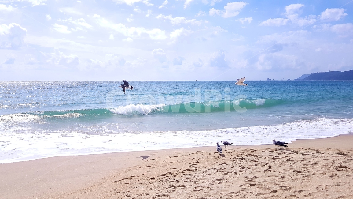 대한민국,부산,해운대,갈매기,바다,해변,바다,beach,sea,동물,animal,조류,새,birds