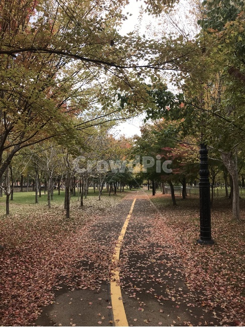 가을,낙엽,단풍,자연,평화,오솔길,가을길,나무,가을,계절,fall,autumn,season,자연,풍경,nature,landscape,tree,plant,식물,tree trunk,나무 줄기,ground,바닥