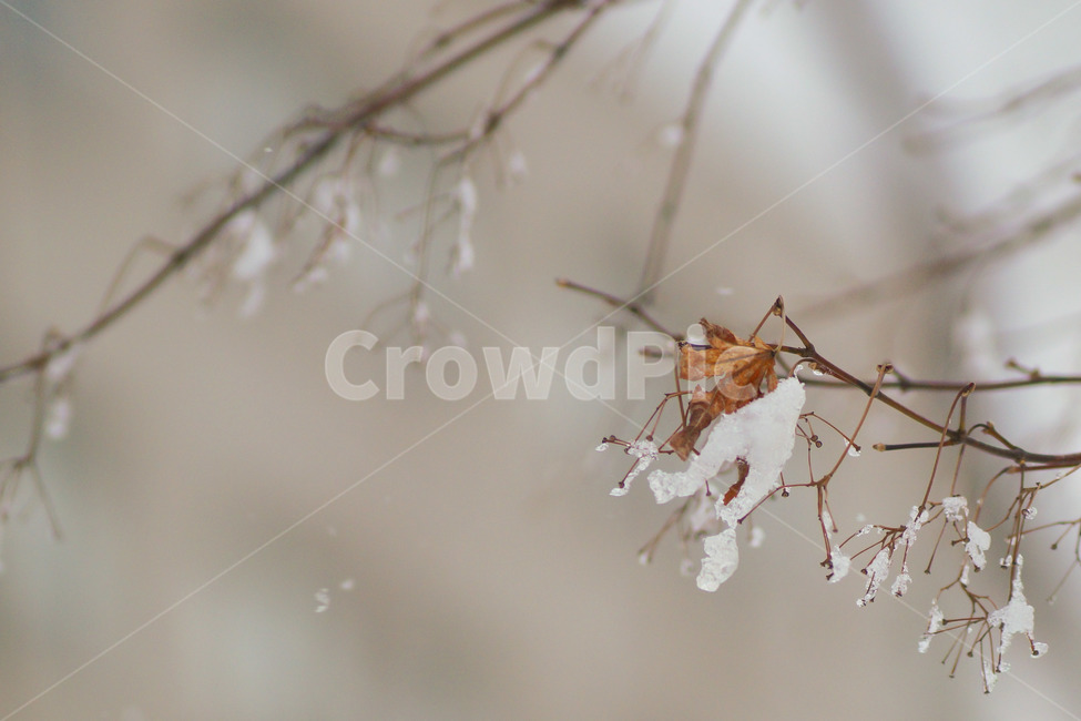겨울,눈,식물,쌓인눈,차가움,겨울,계절,winter,season,식물,자연,plants,nature