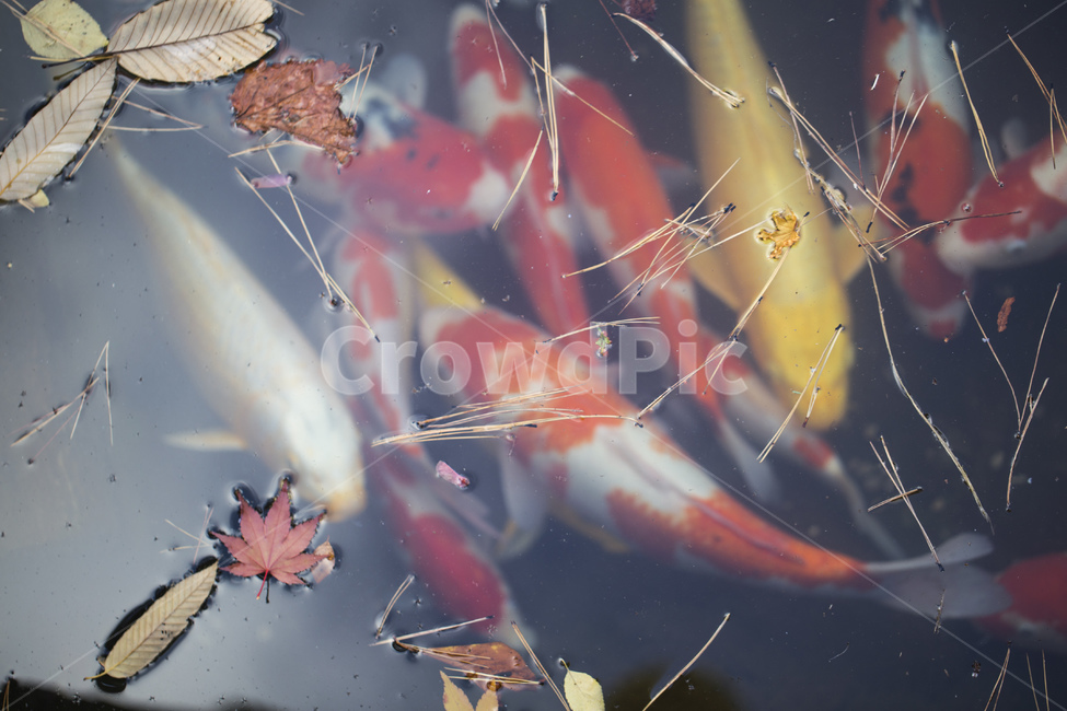 연못,잉어,물고기,비단잉어,관상어,가을,낙엽,칼라풀,노란잉어,헤엄,동물,animal,어류,물고기,fish