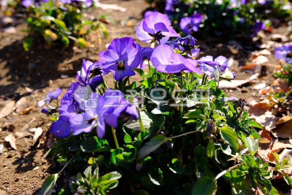 꽃,봄,팬지,봄꽃,팬지꽃,보라색,보라색꽃,보라