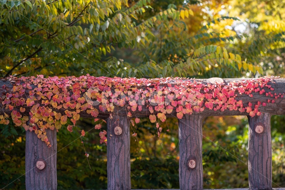 ivy,park,leaves,tree,autumn,nature,flower,garden,spring,red,green,leaf,pink,flora,landscape,blossom,color,yellow,season,grass,colorful,wall,background,stone,texture,담쟁이,단풍,담쟁이덩굴,가을,계절,fall,autumn,season,자연,풍경,nature,landscape
