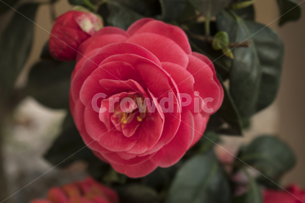 rose,장미,flower,plant,식물,blossom,꽃,geranium,동백,빨강,봄꽃