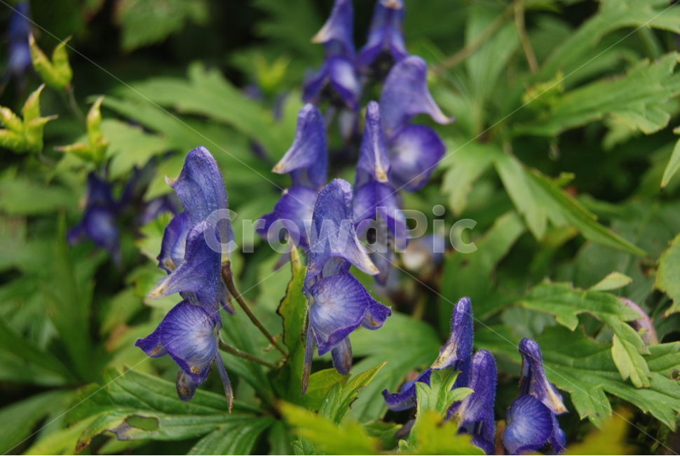 태기산,들꽃,휴양지,공원,자연,식물,자연,plants,nature,꽃,flower