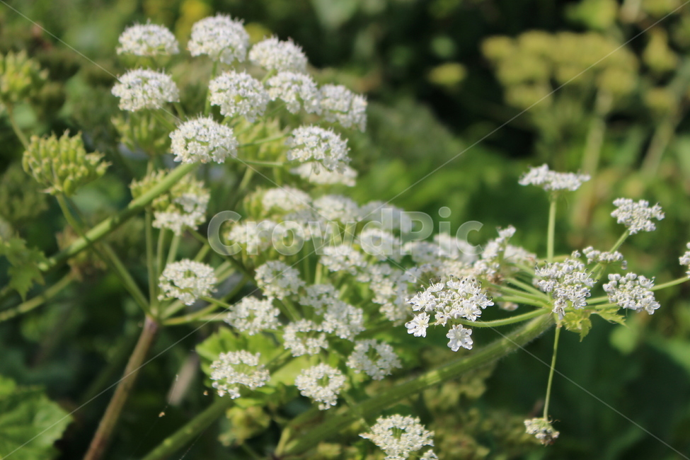 plant,식물,풀,들꽃,꽃,흰꽃