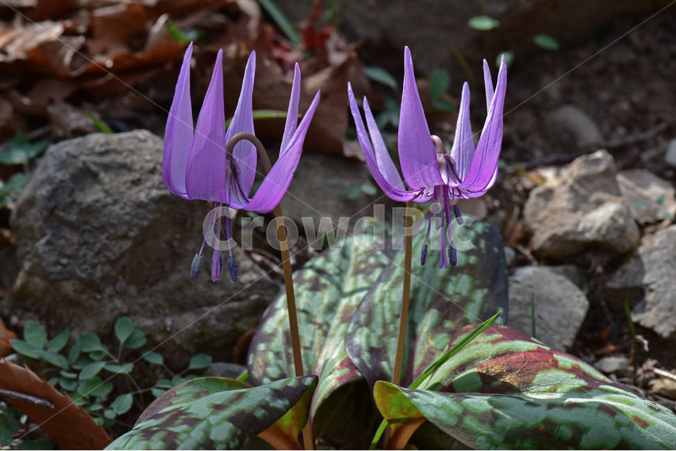 얼레지,dogtoothviolet,가재무릇,산우두,산자고,야생화,질투,식물,자연,plants,nature,꽃,flower