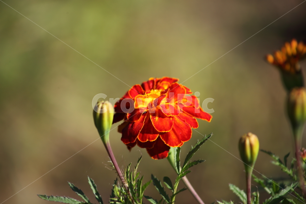 메리골드,꽃,식물,marigold,국화과,만수국,식물,자연,plants,nature,꽃,flower