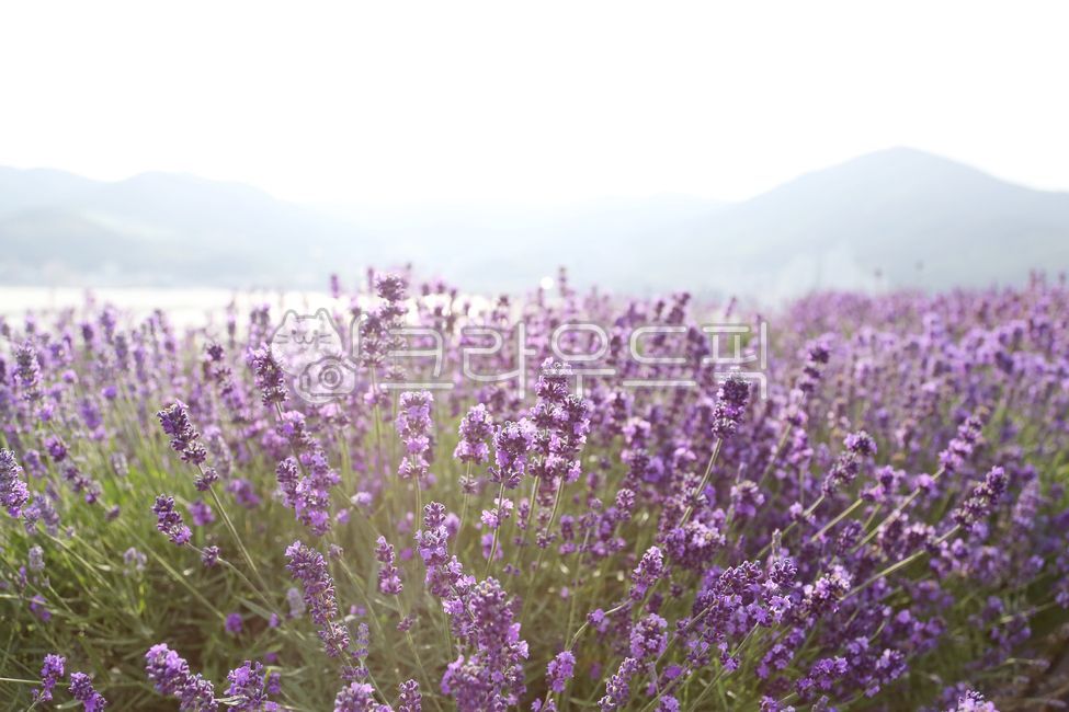 Seonchang Village,flower garden,fat cells,Geoje Island,aponeurosis,flower,Lavender Garden,purple flower,view,Geoje,stomatocellular,lavender,Lavender Park,landscape