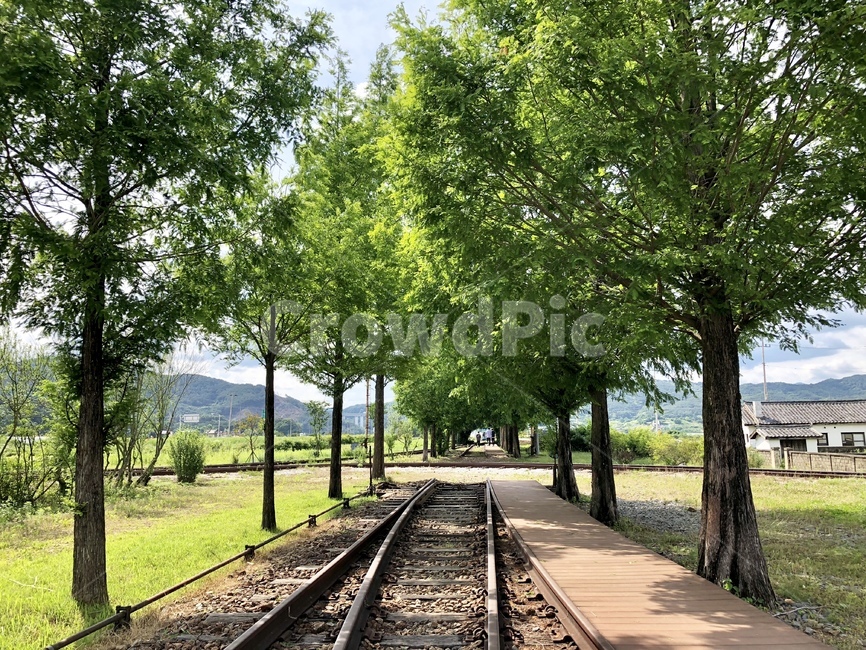 철도,나무,하늘,자연,기찻길,railway,레일,traintrack,tree,푸릇푸릇,tropical,자연,풍경,nature,landscape
