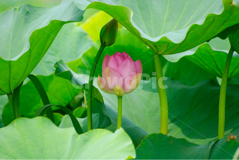 자연,꽃,연꽃,꽃봉오리,여름,초록,연잎,시흥,6월,nature,flower,lotus,lotusleaf,season,summer,june,green,bloom,bud,식물,자연,plants,nature,꽃,flower