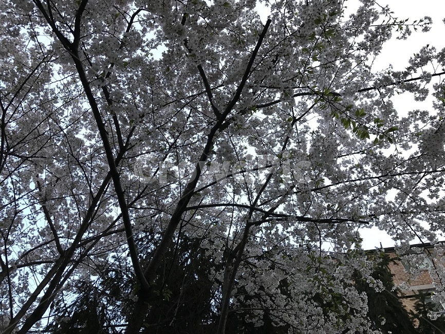 벚꽃,벚나무,봄풍경,서울,봄하늘,식물,자연,plants,nature,꽃,flower