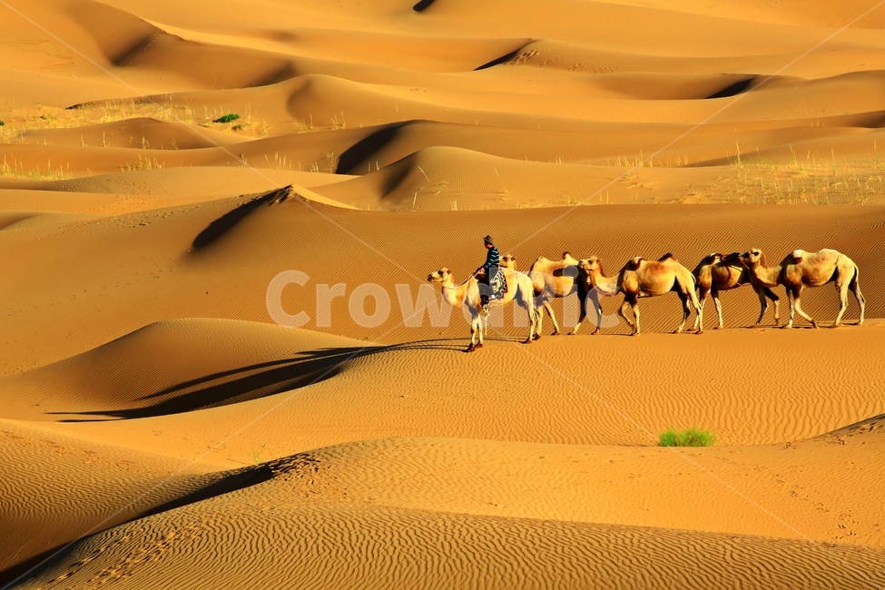 person,human,인간,사막,바단지린사막,중국,낙타,사람,nature,자연,sand,모래,outdoors,옥외,dune,모래언덕,동물,animal,포유류,mammal