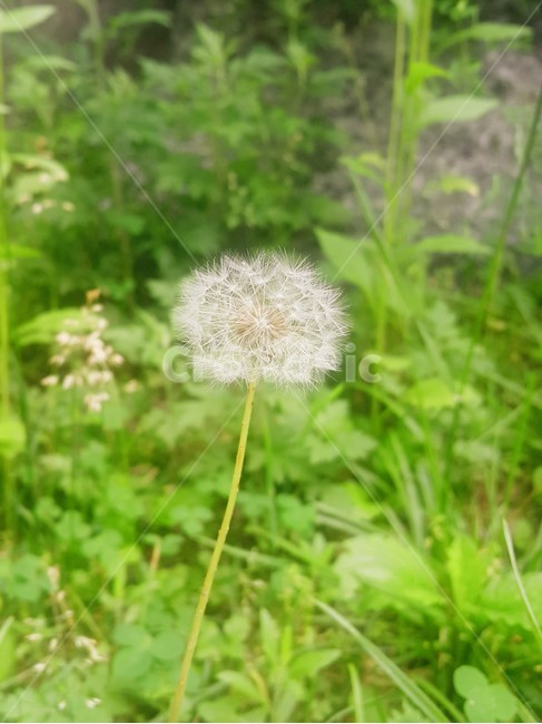 꽃,민들레씨,흰민들레,flower,봄꽃