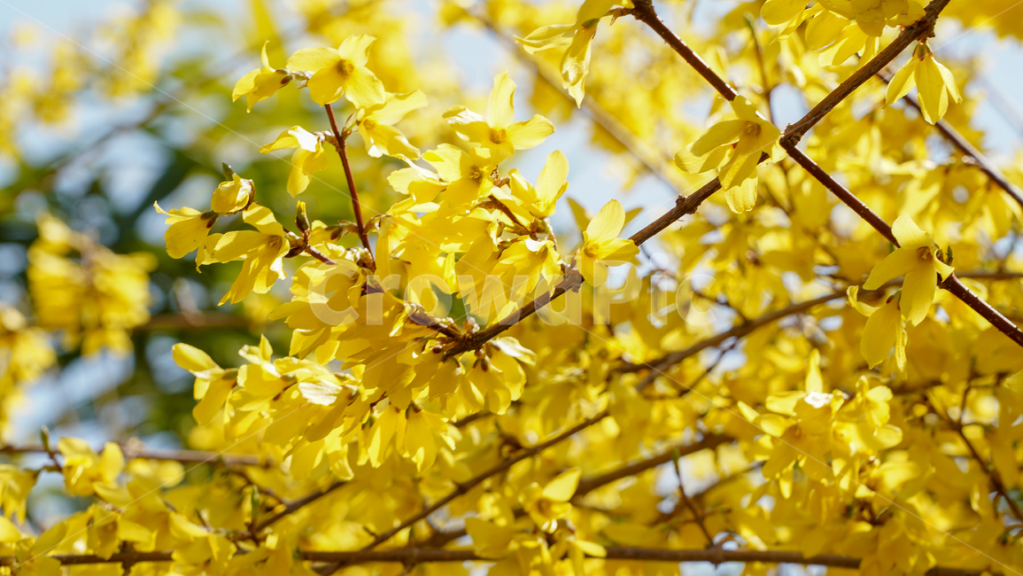 flower,봄,꽃,감성,tree,spring,계절,나무