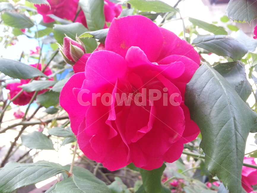 rose,장미,flower,plant,식물,blossom,꽃
