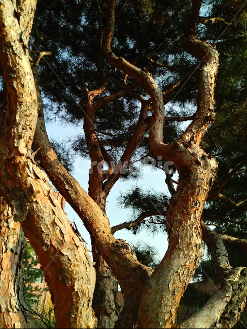 소나무,적송,솔잎,식물,plant,tree,나무줄기,나무,trees,wood