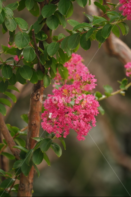배롱나무,꽃,식물,나무,빨간색,자연,nature,tree,flower,red,식물,자연,plants,nature,꽃,flower