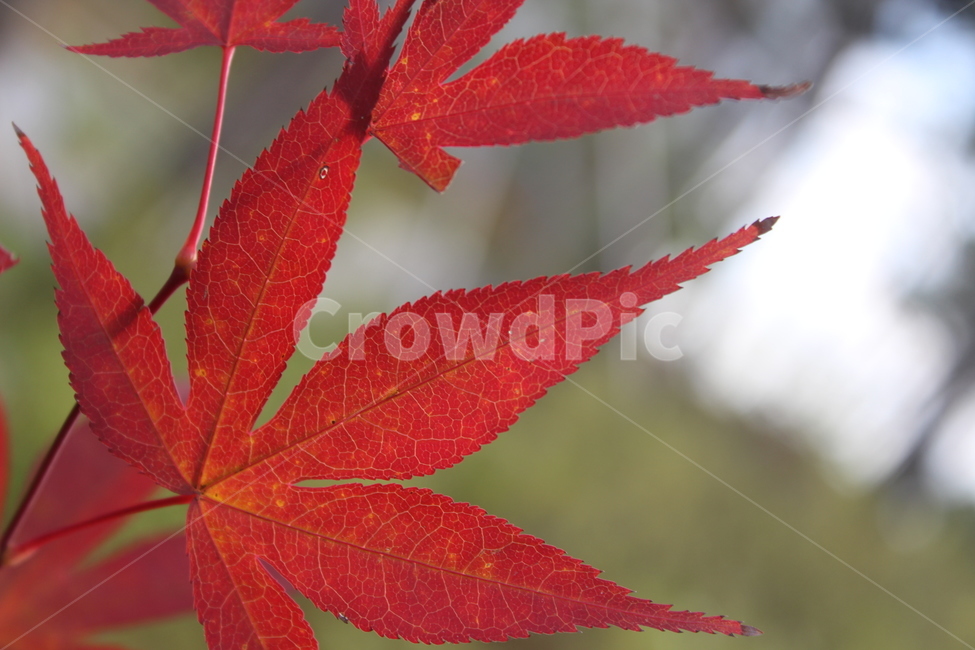 plant,식물,잎,maple,단풍,가을,계절,fall,autumn,season,leaf,tree,나무