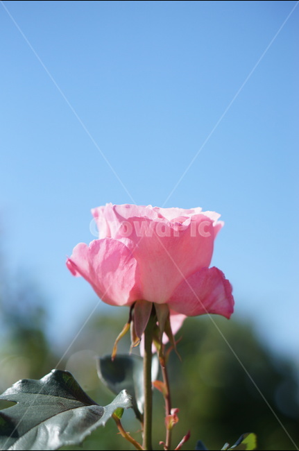 장미,핑크,5월,풍경,맑음,빛,식물,자연,plants,nature,꽃,flower