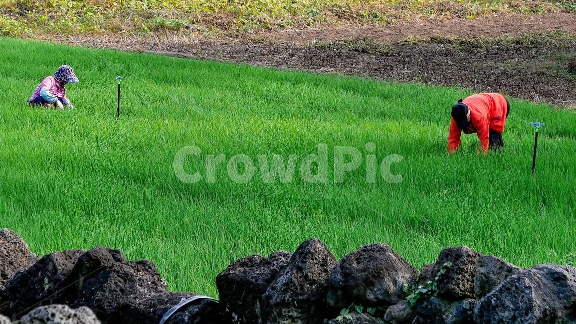 field,들,농사,제주,jeju,argriculture,outdoor,plant,식물,grass,잔디