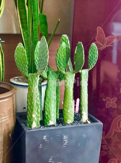 선인장,만세선인장,식물,plant,화분,초록,가든,흙,화초,실내용화초,실내용화초,화분,화초,house plant