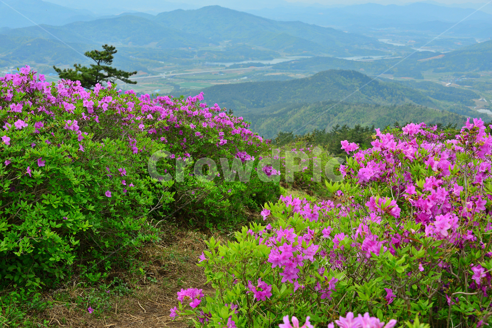 hill,언덕,flower,blossom,꽃,plant,식물,outdoors,옥외,nature,자연,경치,경관,풍경,보성,초암산,초암산봄,조암산철쭉꽃,절쭉꽃,철쭉