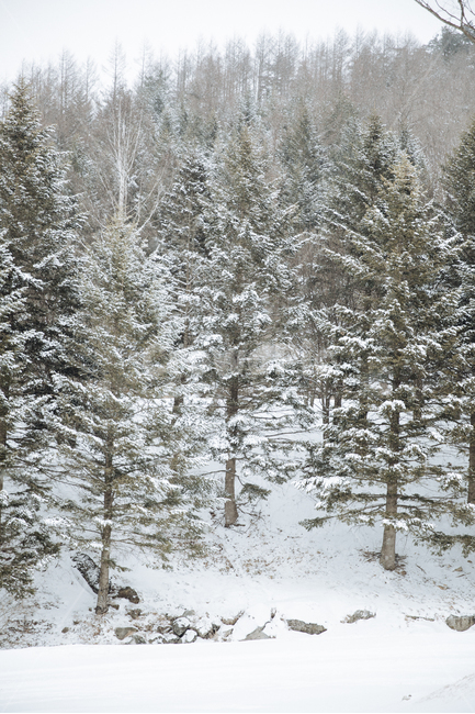 겨울,눈,풍경,감성,스냅,겨울,계절,winter,season,자연,풍경,nature,landscape,tree,나무,plant,식물,fir,전나무