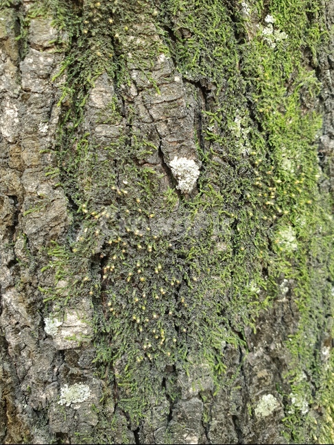 나무,나무텍스쳐,나무껍질,나무질감,질감,텍스쳐,패턴,wood,tree,texture,나무배경,pattern,무늬,자연,식물,나무,trees,wood