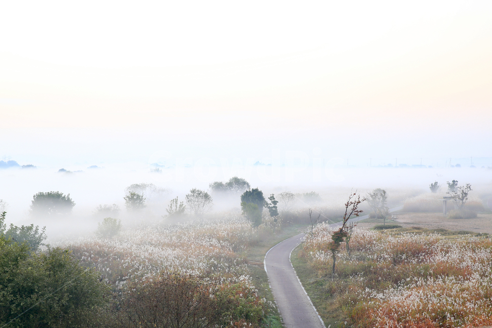 새벽,길,안개,감성,가을,억새,자연,풍경,nature,landscape,한국자연풍경,한국자연경관,korea nature landscape,weather,날씨,outdoors,옥외,fog