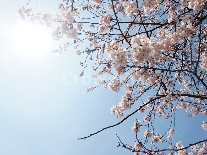 벚꽃,봄,따뜻한,spring,꽃,하늘꽃,벚꽃맞이,꽃잎,꽃나무,봄,계절,spring,season,식물,자연,plants,nature,꽃,flower,plant,blossom