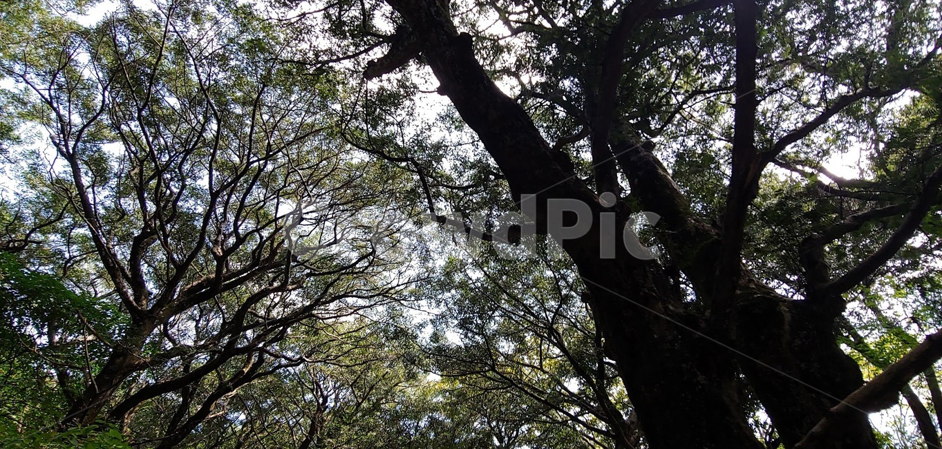 tree,나무,plant,treetrunk,식물,나무줄기,자연,풍경,nature,landscape,tree trunk,나무 줄기