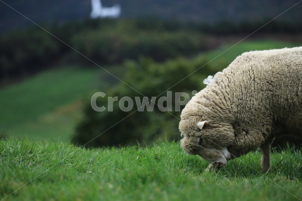 양,자연,목장,잔디,sheep