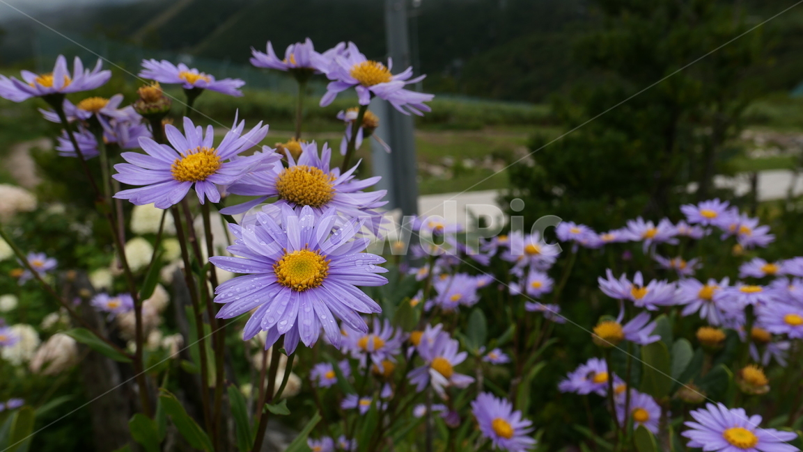plant,식물,blossom,daisy,데이지,flower,꽃,물방울,이슬