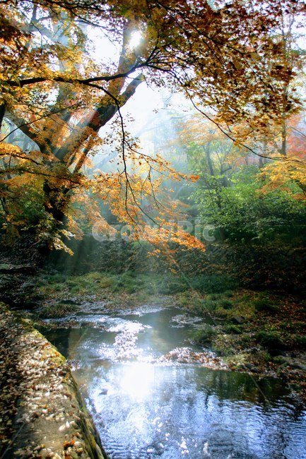 고창,선운사,가을,계곡,단풍,가을,계절,fall,autumn,season,자연,풍경,nature,landscape,water,물,creek,작은 만,outdoors,옥외,stream,흐름,land,땅