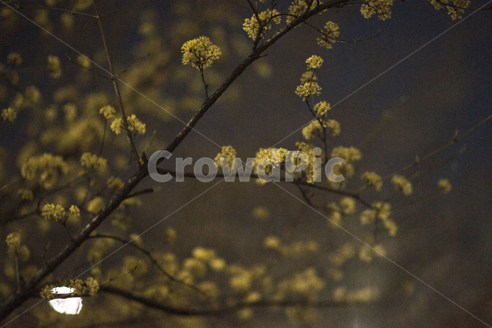 봄,봄꽃,꽃,산수유,밤,봄,계절,spring,season,야경,밤,풍경,nightscape,night,landscape,식물,자연,plants,nature,꽃,flower,tree,나무,plant