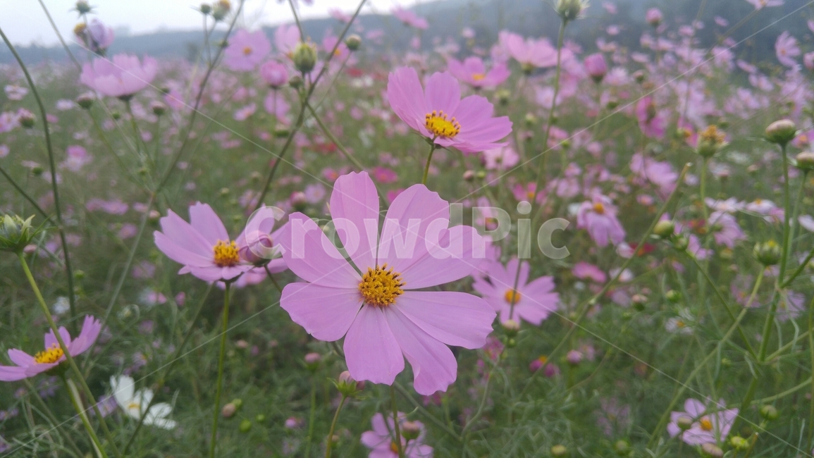 하중도,대구,코스모스,가을,꽃,flower,nature,대구하중도,경북,가을꽃,식물,식물,자연,plants,nature,꽃,flower