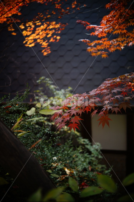 가을,낙엽,단풍,기와,기와지붕,기와집,fall,autumn,fallenleaves,leaves,autumncolors,roof,tileroof,tile,가을,계절,fall,autumn,season