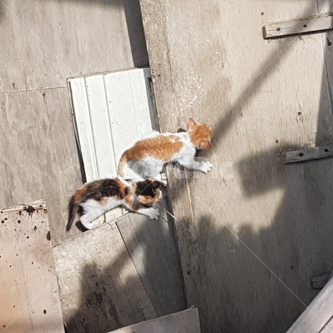 고양이,나무판자,새끼고양이,그림자,길고양이