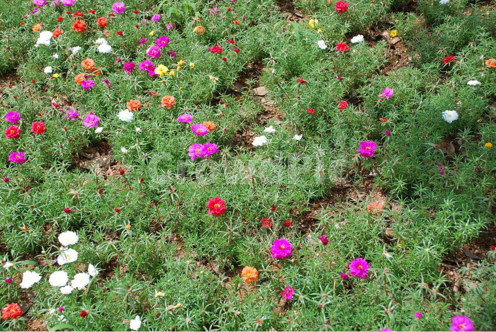 채송화,꽃,봄,봄꽃,식물,식물,자연,plants,nature,꽃,flower