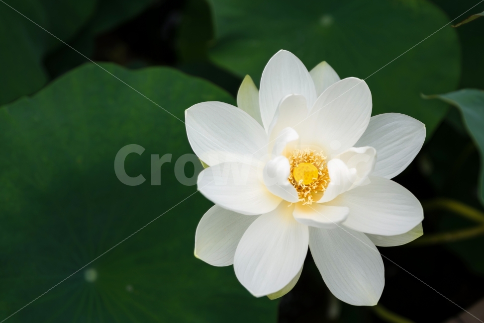 연꽃,연잎,연,불교,사찰,절,공원,연못,꽃,식물,흰색,녹색,잎,꽃잎,자연,nature,flower,white,green,식물,자연,plants,nature,꽃,flower