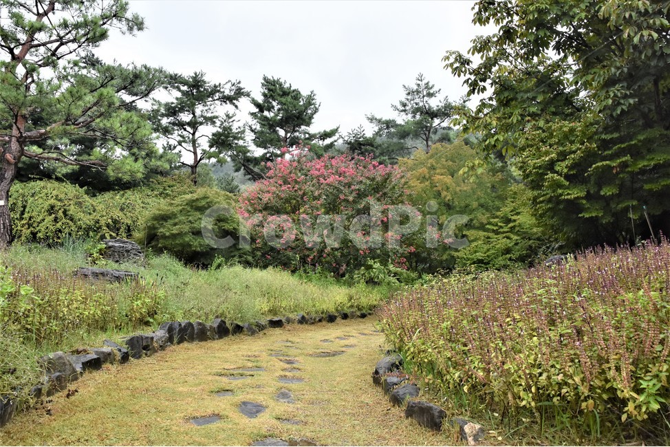 정원,식믈,자연,차분,정원길,자연,풍경,nature,landscape,outdoors,옥외