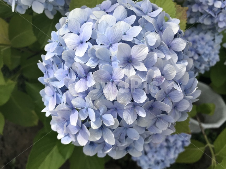 꽃,수국,꽃잎,수국한송이,연보라,식물,자연,plants,nature,꽃,flower