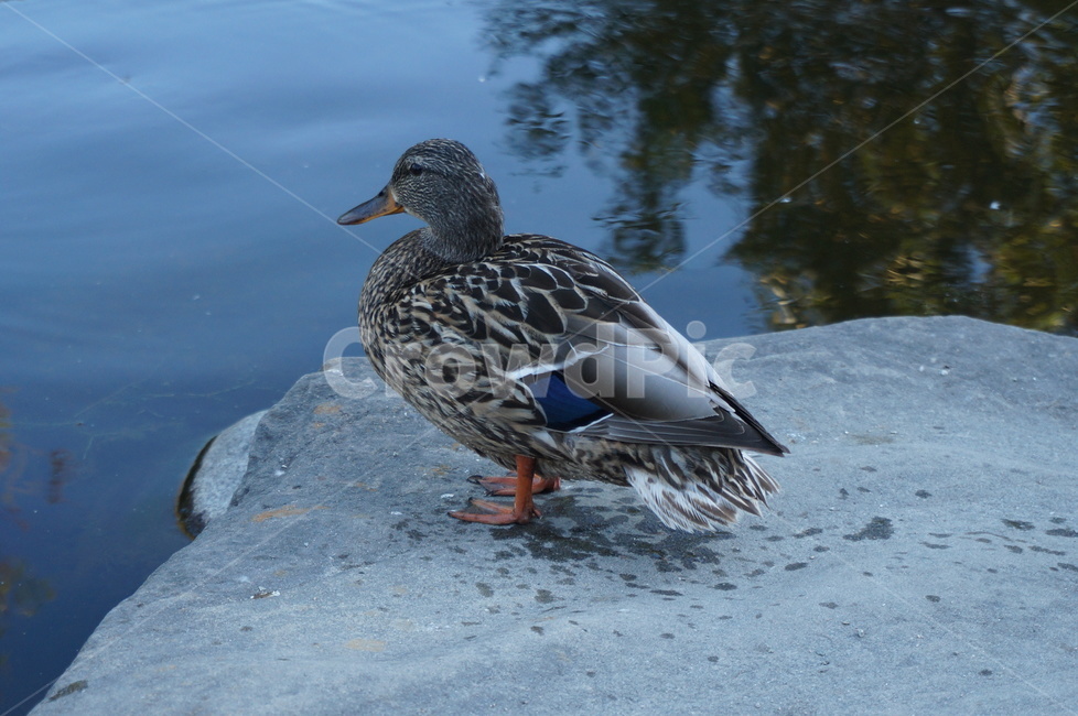 오리,새,공원,duck,연못동물,공원동물,냇가,물가,자연