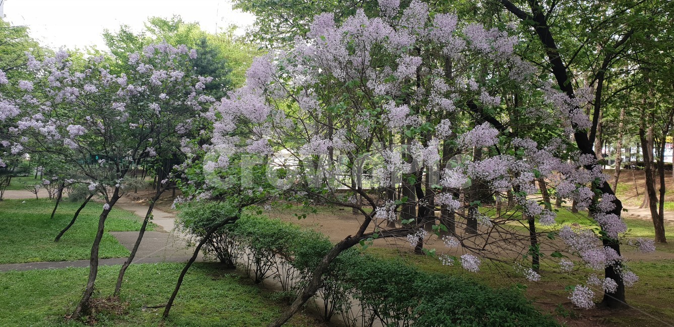 plant,식물,꽃,flower,나무,봄,거리
