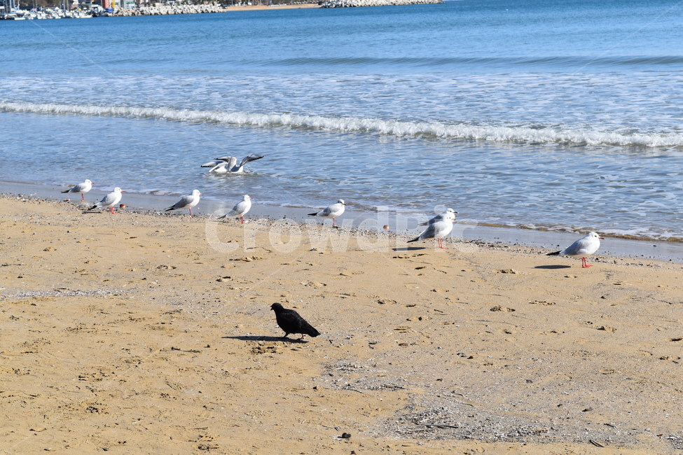 바다,새,해변,모래사장,파도,birds,beach,sea,bird,wave,해변,바다,beach,sea,동물,animal,조류,새,birds