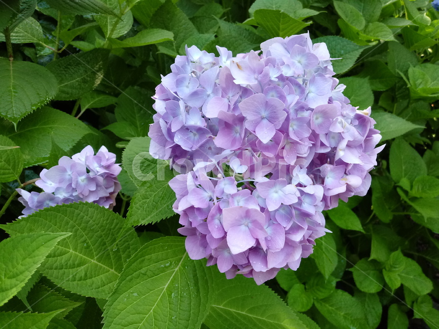 수국,자양화,간판수국,아탑수구,나무,꽃,마른꽃,식물