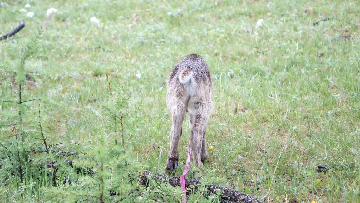 reindeer,forest,grass,숲,순록,animal,tree,나무,green,초록,엉덩이