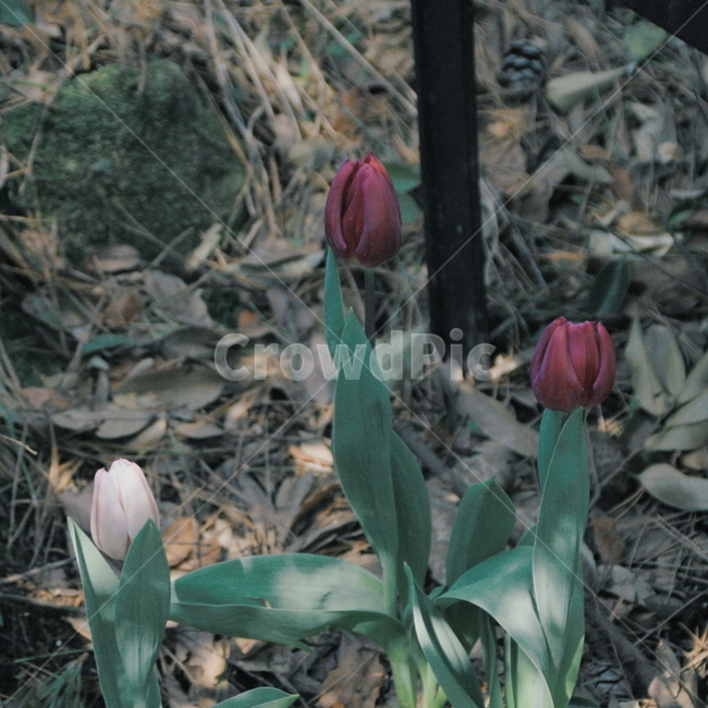 봄,튤립,보라색튤립,꽃,보라,봄,계절,spring,season,식물,자연,plants,nature,꽃,flower,plant,blossom